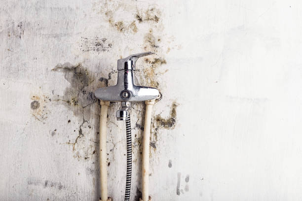 Professional Mold Remediation in Unionville, GA