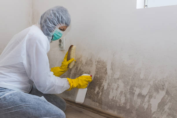 Best Basement Mold Remediation in Unionville, GA